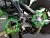 Квадроцикл WELS 200cc EVO